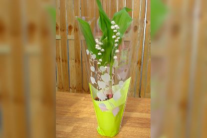 Pot de muguet deux brins