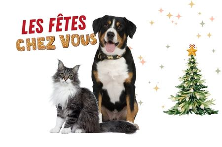 Image pour la catégorie Les fêtes des animaux